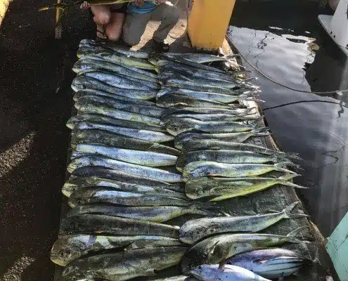 Fishing for mahi mahi, Oahu.