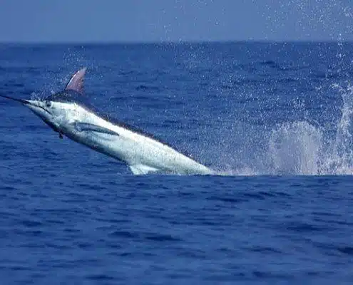 Blue marling fishing charter, north shore, Oahu.