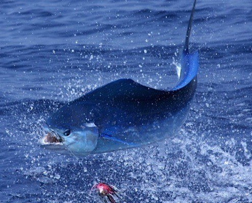 Hawaii tuna fishing. Experienced boat captains know the best fishing spots. Oahu deep sea fishing.