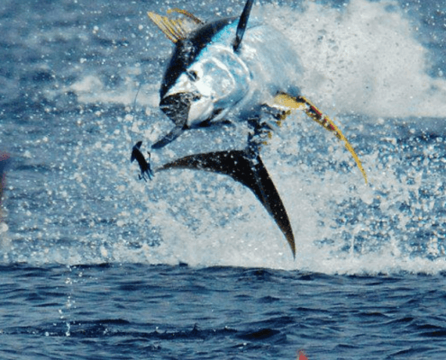 Yellowfin tuna sportfishing. Northshore fishing charters, Oahu.