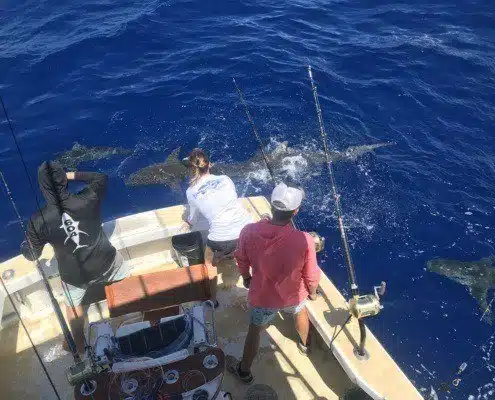 IMG_3742-min Deep sea fishing Oahu north shore. Fishing boat charter group seeing sharks swim next to their boat during a Hawaii deep sea fishing charter off Oahu. Hawaii sportfish charters.