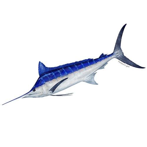 Enthusiasts looking to catch a blue marlin in Hawaii can book a fishing charter on the North Shore of Oahu.