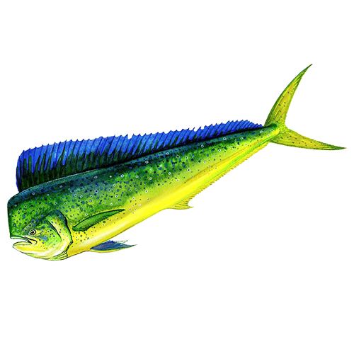 graphic of a pacific mahi-mahi or dolphinfish.