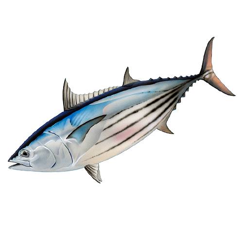Skipjack tuna commonly caught off Oahu's North Shore. Deep sea fishing tours offer fishermen a chance to catch this pacific tuna.