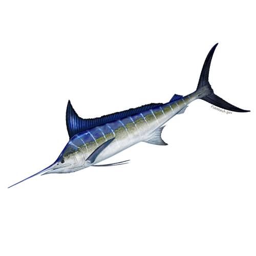 Pacific striped marlin near Oahu coastal areas are a prized catch for Hawaii sportfishing enthusiasts.