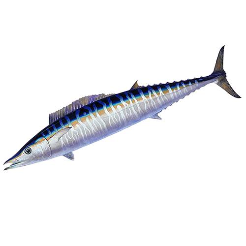 Wahoo or Hawaiian ono are a highly sought after sportfish for local fisherman and tourists alike.