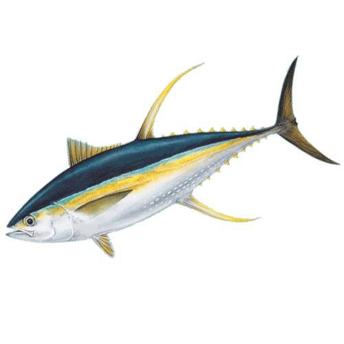Graphic of a yellowfin tuna also known as Ahi. Oahu fishing boats regularly catch ahi off the coast of Oahu's north shore.