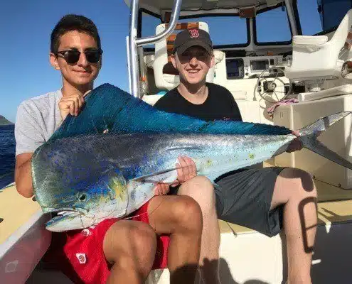 boat-catch-photo-4 Large mahi-mahi reeled in during a sportfish charter on Oahu.