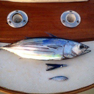 Skipjack tuna, Ahi on the deck of the Flyer Oahu fishing vessel. The aku is displayed with bait and lures.