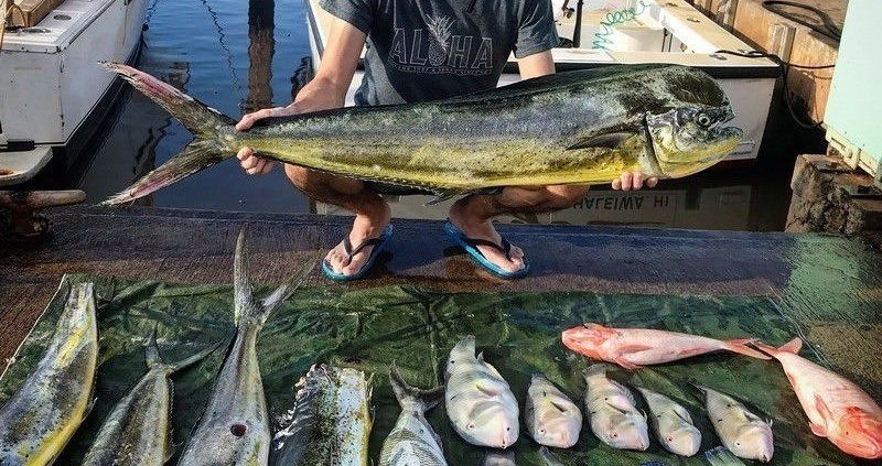 Mahi Mahi caught during a north shore sportfishing charter.