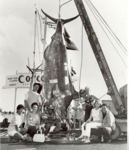 Image of the largest marlin have caught by sport fishermen Oahu, HI.