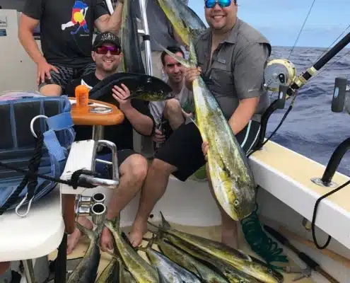 image-flyer-catch Mahi Mahi caught aboard during a dolphinfish charter.
