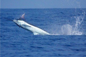 Blue Marlin breaching the surface of the pacific ocean off the coast of Oahu's North Shore during a fishing charter.