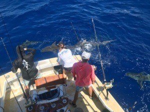 Sharks near deep sea fishing boat charter off the north shore of Oahu, HI