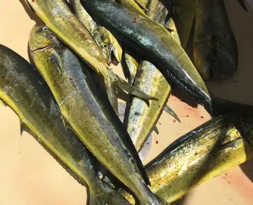 small-fish-on-deck Multiple dolphinfish on the dock after a mahi-mahi charter