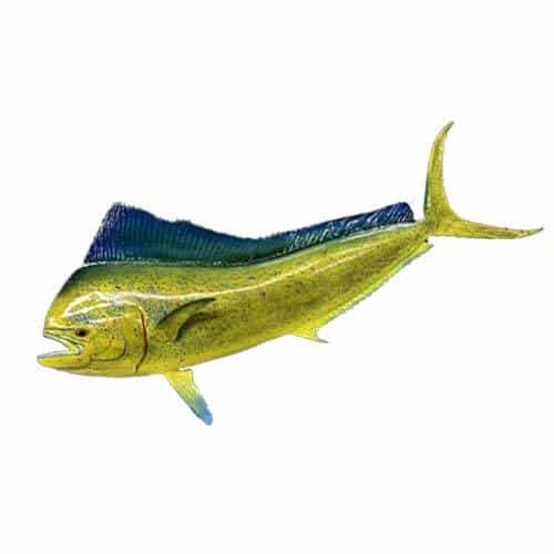 Mahi Mahi fish frequently found off the coast of Oahu during deep sea fishing charters in Hawaii