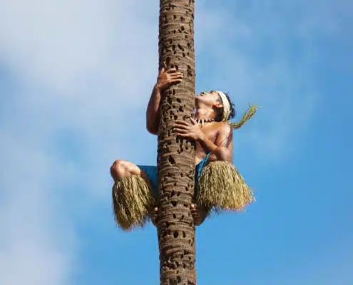 Polynesian man climbing coconut tree on North shore Oahu. Flyer Sportfishing