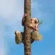 Polynesian man climbing coconut tree on North shore Oahu. Flyer Sportfishing
